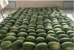 最新校园爆料吃瓜,揭秘最新吃瓜爆料背后的真相