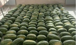 最新校园爆料吃瓜,揭秘最新吃瓜爆料背后的真相