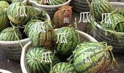 娱乐吃瓜壁纸图片大全,吃瓜壁纸大盘点