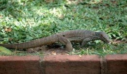 印度巨蜥爆料视频下载,揭秘丛林深处的神秘世界