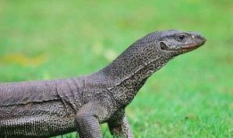 印度巨蜥爆料视频下载,揭秘丛林深处的神秘世界