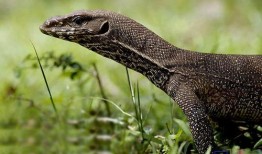 印度巨蜥爆料视频下载,揭秘丛林深处的神秘世界